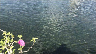 水生态修复与运维